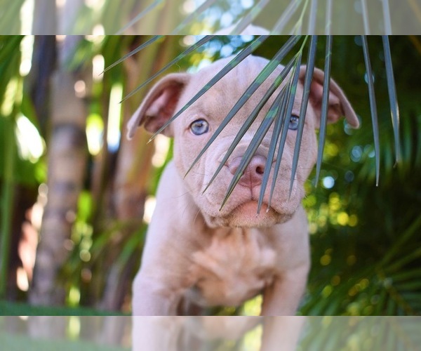 Medium Photo #4 American Bully Puppy For Sale in DELTONA, FL, USA