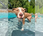 Small #3 American Pit Bull Terrier Mix