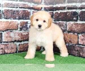 Cavapoo Puppy for sale in BEL AIR, MD, USA