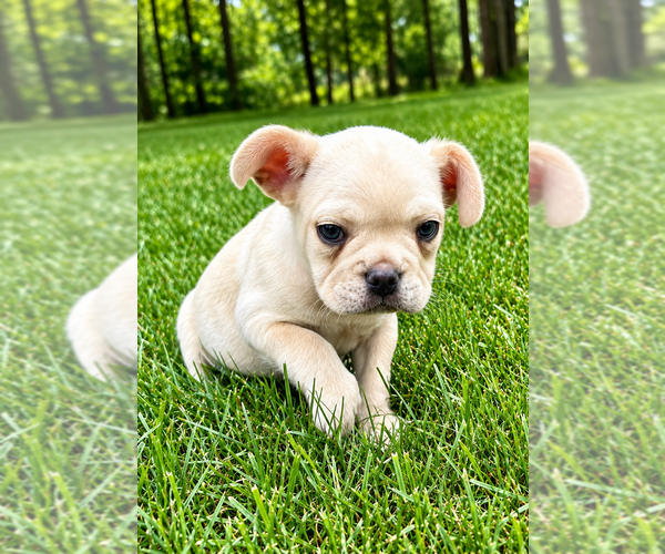 Medium Photo #6 French Bulldog Puppy For Sale in FAIR HAVEN, MI, USA