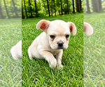 Small #5 French Bulldog