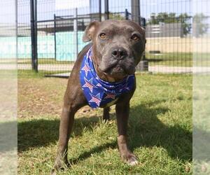 American Staffordshire Terrier-Unknown Mix Dogs for adoption in San Antonio, TX, USA