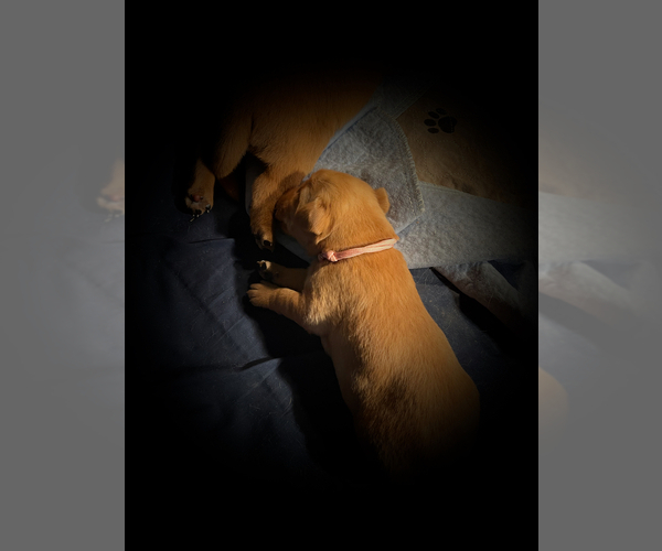 Medium Photo #1 Labrador Retriever Puppy For Sale in GORDONSVILLE, VA, USA