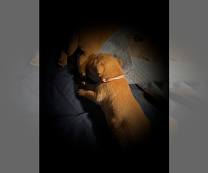 Labrador Retriever Puppy for sale in GORDONSVILLE, VA, USA