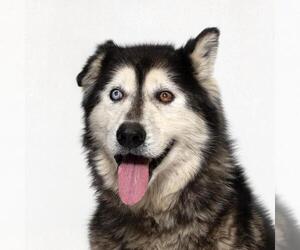 Siberian Husky Dogs for adoption in Santa Maria, CA, USA