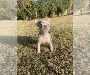 French Bulldog Puppy for sale in BAKERSFIELD, CA, USA
