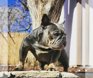 Mother of the American Bully puppies born on 01/03/2022