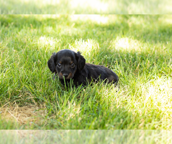 Medium Photo #7 Dachshund Puppy For Sale in NAPPANEE, IN, USA