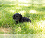 Small #6 Dachshund
