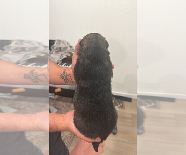 Medium Photo #6 German Shepherd Dog Puppy For Sale in BRIGHTON, CO, USA