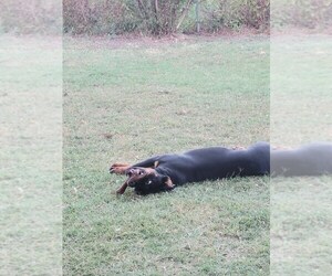 Rottweiler Dogs for adoption in KILLEEN, TX, USA