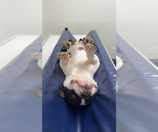Medium Photo #9 Bulldog-Unknown Mix Puppy For Sale in Shermans Dale, PA, USA