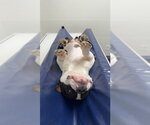 Small #8 Bulldog Mix