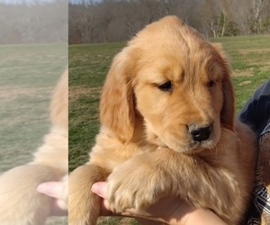 Golden Retriever Puppy for sale in LOWER SALEM, OH, USA