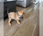 Small #2 Mutt