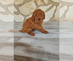 Small Photo #5 Poodle (Miniature) Puppy For Sale in CHANDLER, AZ, USA