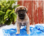 Small Photo #9 Mastiff Puppy For Sale in WAKARUSA, IN, USA