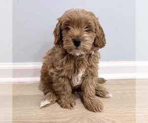 Goldendoodle (Miniature) Puppy for sale in LOUISVILLE, KY, USA