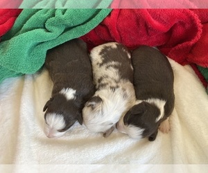 Miniature Australian Shepherd Puppy for sale in FORT MORGAN, CO, USA