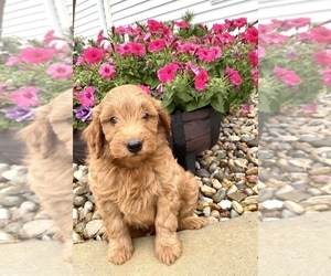 Goldendoodle (Miniature) Puppy for sale in ARCOLA, IL, USA