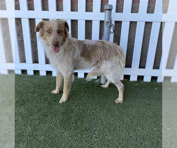 Medium Photo #1 Australian Shepherd-Unknown Mix Puppy For Sale in Modesto, CA, USA