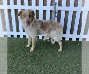 Australian Shepherd-Unknown Mix Dogs for adoption in Modesto, CA, USA