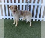 Small Australian Shepherd Mix