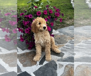 Goldendoodle Puppy for Sale in GROVETOWN, Georgia USA