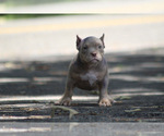 Puppy Prada American Bully