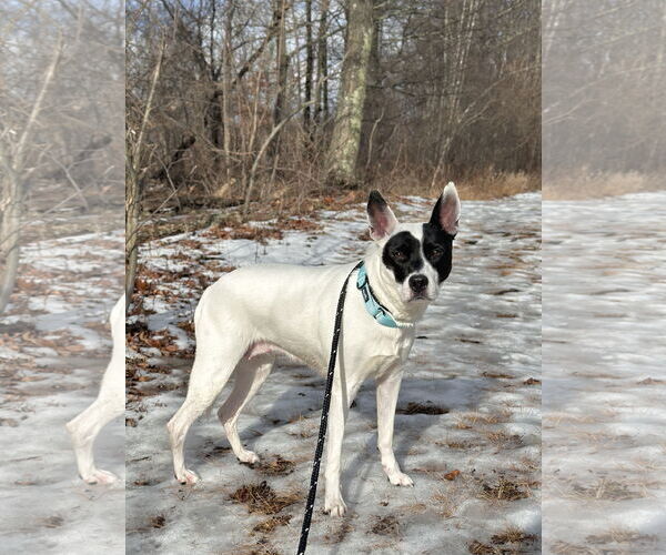 Medium Photo #1 Mutt Puppy For Sale in Rockaway, NJ, USA