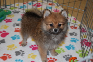 Pomeranian Puppy for sale in ORO VALLEY, AZ, USA