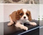 Small #4 Cavalier King Charles Spaniel