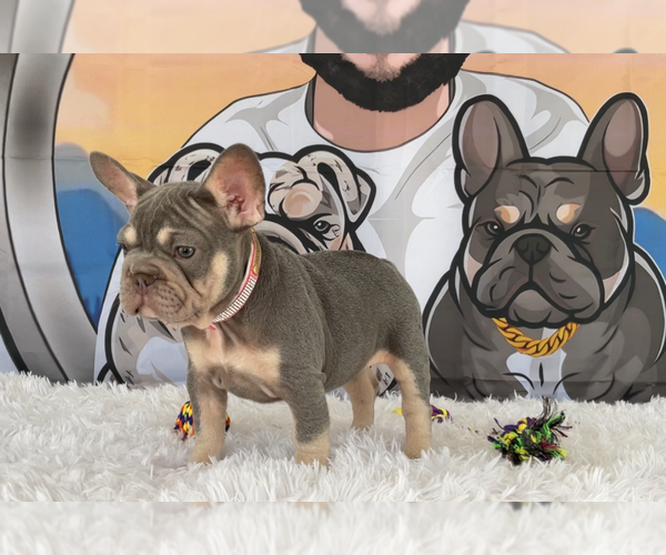 Medium Photo #3 French Bulldog Puppy For Sale in LEHIGH ACRES, FL, USA