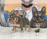 Small #2 French Bulldog