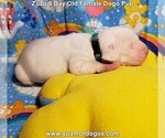 Small Photo #26 Dogo Argentino Puppy For Sale in PINEVILLE, MO, USA