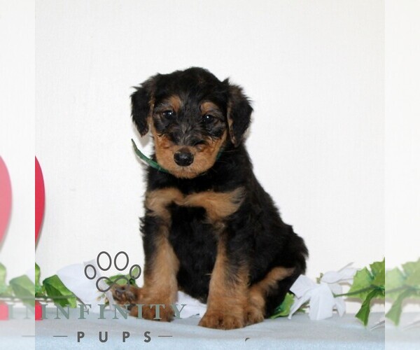 Medium Photo #1 Airedale Terrier Puppy For Sale in HOLTWOOD, PA, USA
