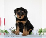 Small Airedale Terrier