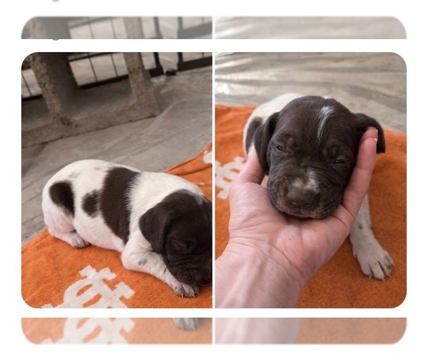 Medium Photo #5 German Shorthaired Pointer Puppy For Sale in CAMDEN, SC, USA