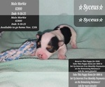 Image preview for Ad Listing. Nickname: Syceus