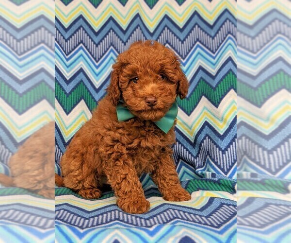 Medium Photo #2 Labradoodle-Poodle (Miniature) Mix Puppy For Sale in KIRKWOOD, PA, USA