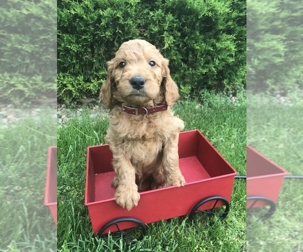 Medium Photo #4 Goldendoodle Puppy For Sale in GOSHEN, IN, USA