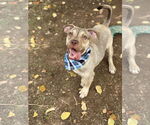 Small #1 American Pit Bull Terrier-Beagle Mix