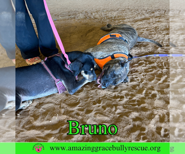 Medium Photo #7 Staffordshire Bull Terrier-Unknown Mix Puppy For Sale in Pensacola, FL, USA