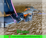Small #6 Staffordshire Bull Terrier Mix
