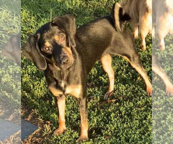 Medium Photo #1 Pug Puppy For Sale in Landenberg, PA, USA