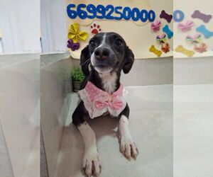 Border Collie-Unknown Mix Dogs for adoption in Carrollton, TX, USA