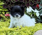 Small #2 Pomeranian