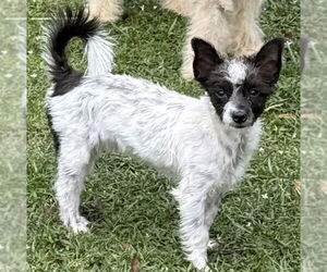 Skye Terrier Dogs for adoption in Valrico, FL, USA