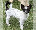 Small Skye Terrier