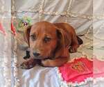 Belize - Male Bassetdor Dog for Adoption - Small photo